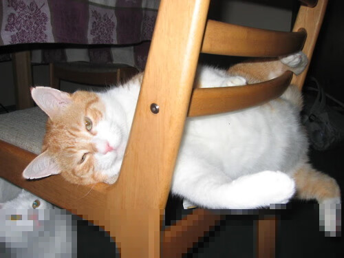 文班亚马定乾坤，吉林队战术冲垮掘金，唯一性胜利启示录